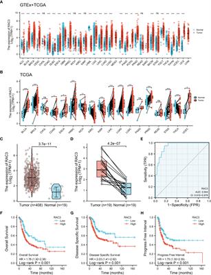 RAC3 Inhibition Induces Autophagy to Impair Metastasis in Bladder Cancer Cells via the PI3K/AKT/mTOR Pathway